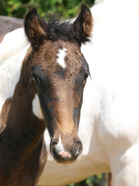 Head Shot Pretty Gypsy Cob Foal — Stock fotografie