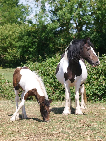 Gypsy Cob Mare Foal Summer Paddock — Stock Photo, Image