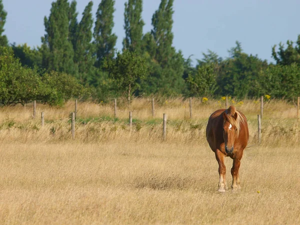 長い草のパドックで珍しい品種サフォークパンチ馬 — ストック写真