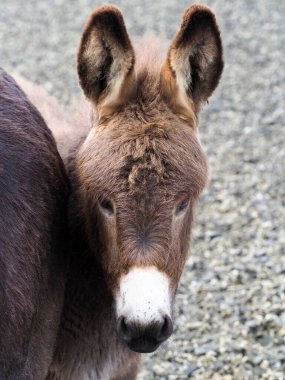 Genç, şirin bir eşek yavrusu annesinin yanında çayırda duruyor..