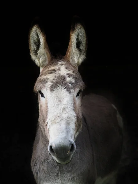Head Shot Older Grey Donkey Black Background — Stock Photo, Image