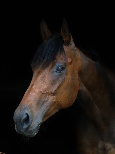 Tiro Cabeza Caballo Bahía Sobre Fondo Negro —  Fotos de Stock