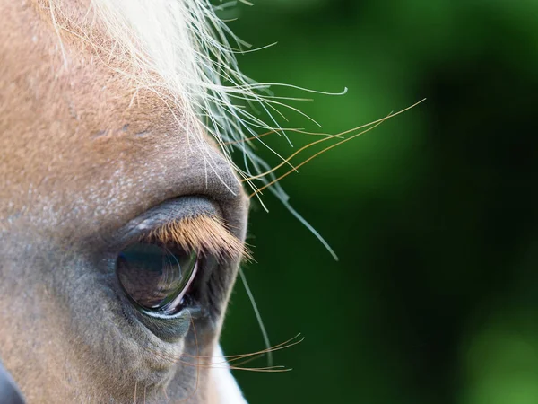 Gros Plan Côté Visage Cheval Son Œil — Photo