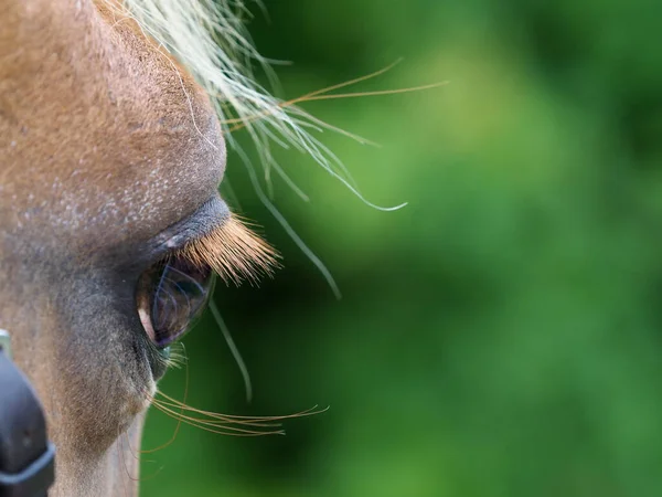 Tiro Perto Lado Rosto Cavalos Seu Olho — Fotografia de Stock