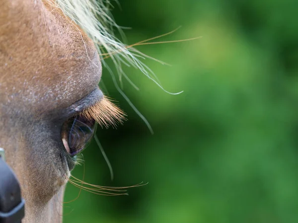 Primer Plano Del Lado Cara Caballo Ojo —  Fotos de Stock