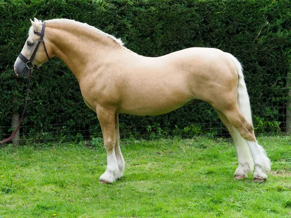 Welsh Section Stallion Stood Show His Conformation — Stock Photo, Image