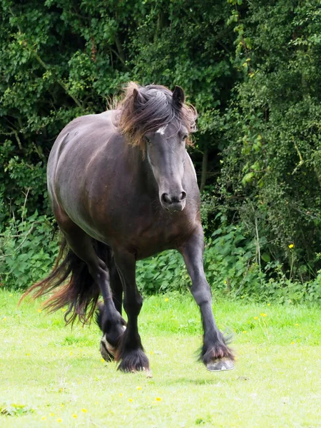 Rare Breed Dales Pony Trots Summer Paddock — Stock Photo, Image