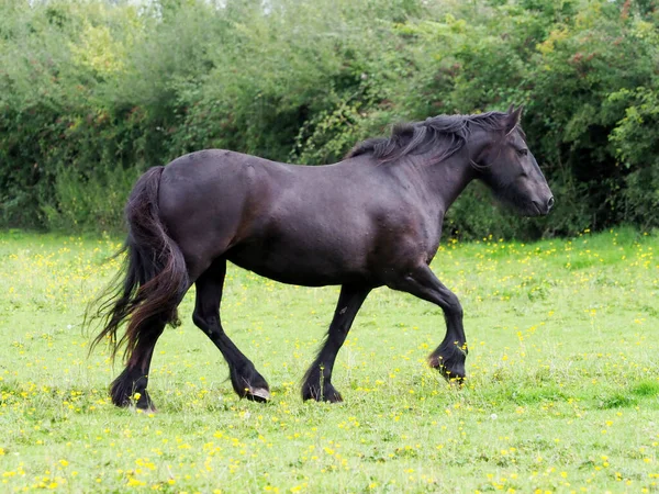 Ein Seltenes Dales Pony Trabt Durch Eine Sommerkoppel — Stockfoto