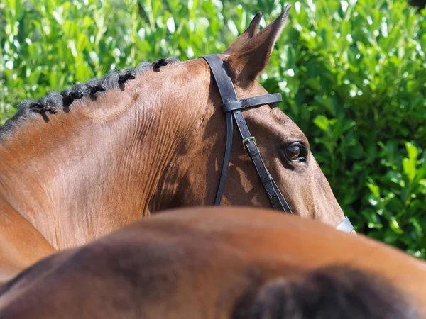 A head shot of a bay hunter in a double bridle shot from behind.