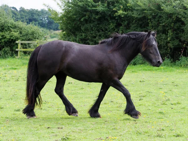 Une Race Rare Dales Poney Trotte Travers Enclos Été — Photo