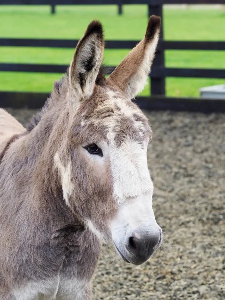 Head Shot Older Grey Donkey — Stock Photo, Image