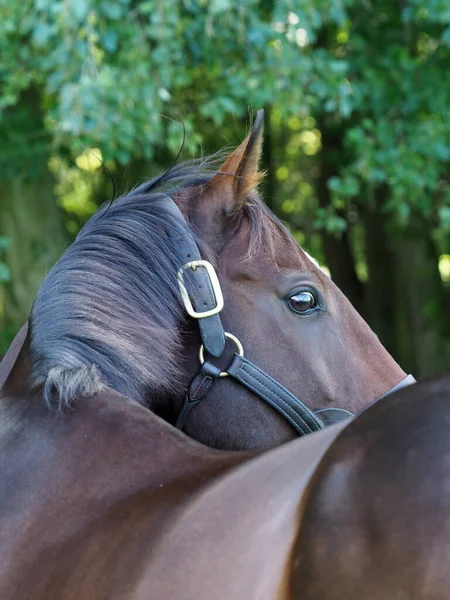 頭の襟にベイサラブレッドの馬の頭のショット — ストック写真