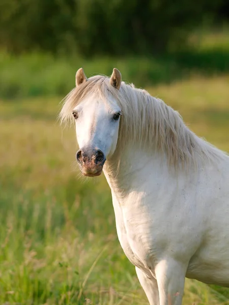 Överviktig Grå Walesisk Ponny Står Hage — Stockfoto