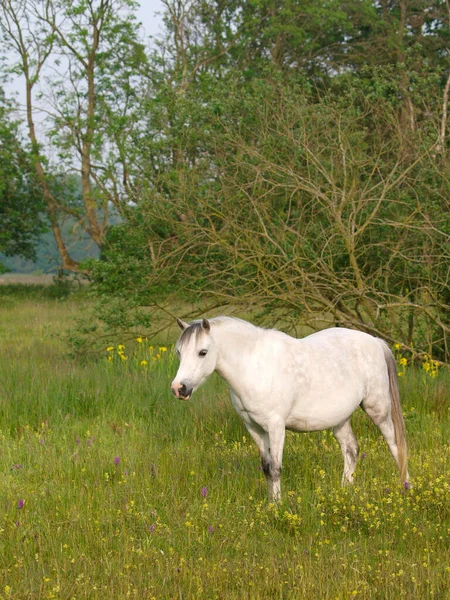 Poney Gallois Gris Surpoids Tient Dans Enclos — Photo