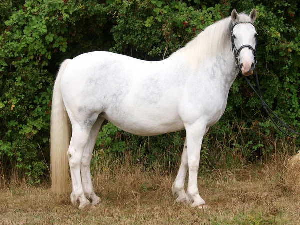 Tiro Pônei Cinzento Freio Snaffle — Fotografia de Stock