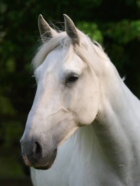Çayırdaki gri atın vesikalığı..