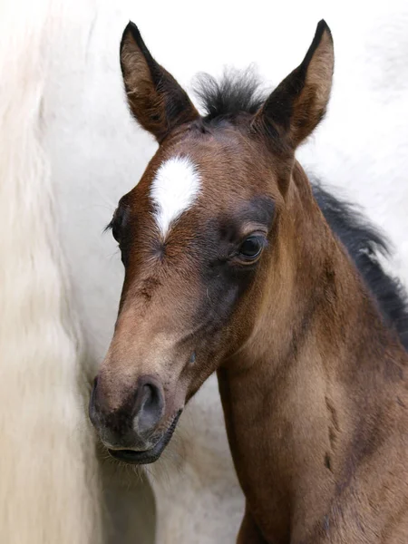 Headshot Pretty Bay Foal Standing Next Its Mother — Stock Photo, Image