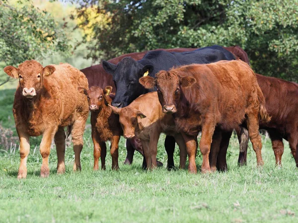 Eine Große Gemischte Rinder Und Kälberherde Steht Auf Einer Weide — Stockfoto