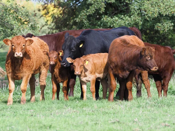 Eine Große Gemischte Rinder Und Kälberherde Steht Auf Einer Weide — Stockfoto