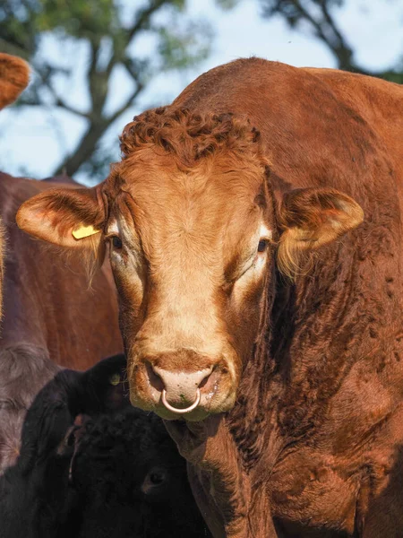 Head Shot Large Red Poll Bull Ring His Nose — Stock Photo, Image
