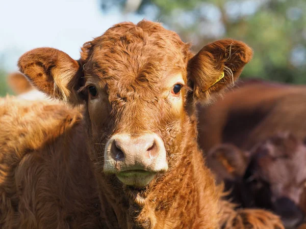 Head Shot Larege Cow Paddock — Stock Photo, Image