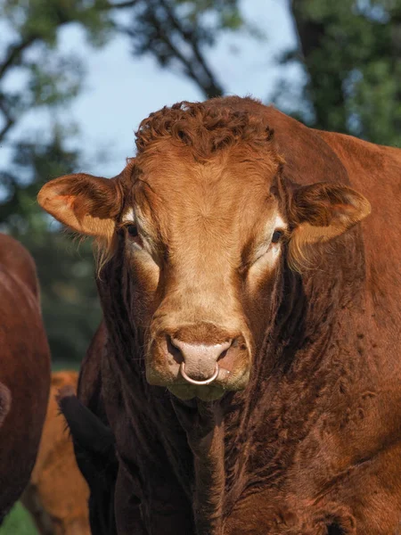 Head Shot Large Red Poll Bull Ring His Nose — Stock Photo, Image