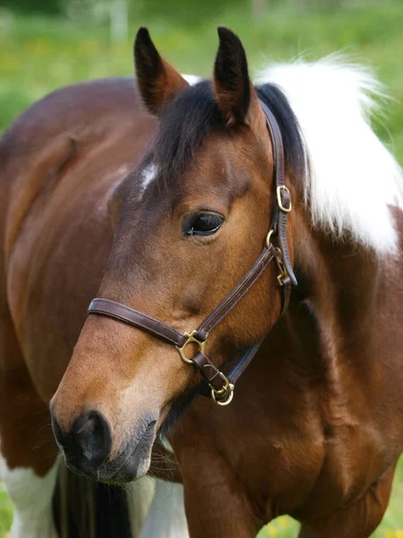Head Shot Pretty Skewbald Horse — Stock Photo, Image