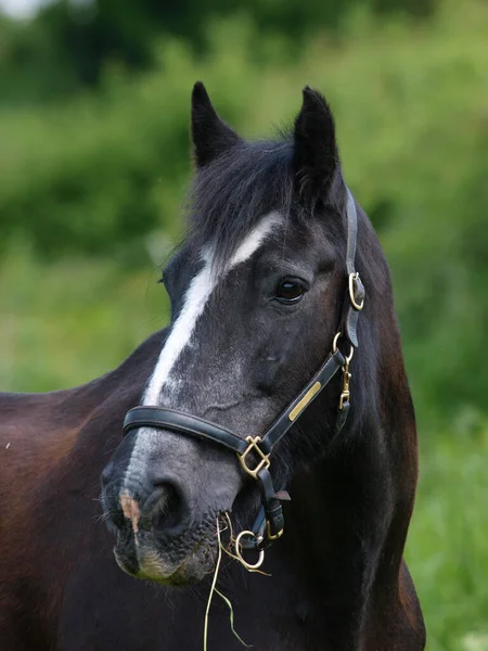 パドックで黒ずんだ馬の頭を撃たれた — ストック写真