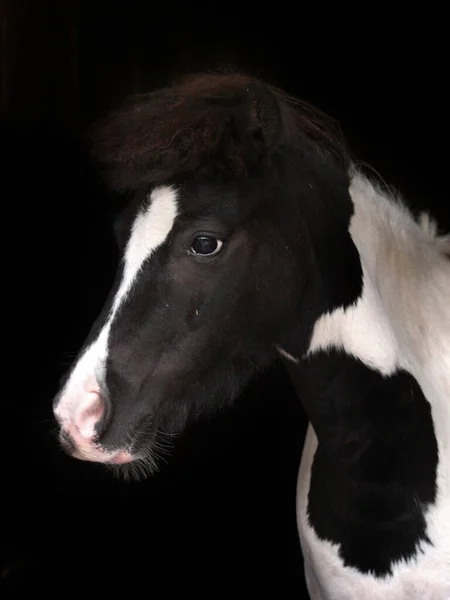 Head Shot Black White Pony Wall Eye — Stock Photo, Image