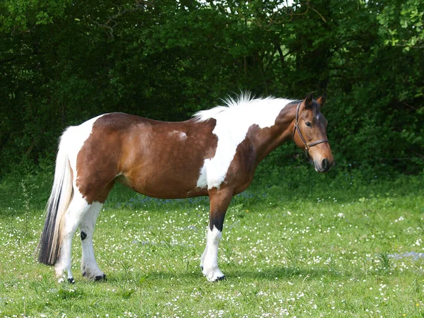 Een Mooi Scheef Kaal Paard Staat Een Paddock — Stockfoto