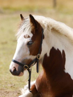 Geleneksel çingene koçanlı bir tay bir çayırda yatıyor..