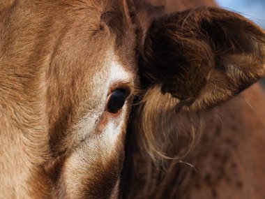 Bir boğanın yüzüne yakın çekim. Gözünü ve kulağını etiketle gösteriyor..