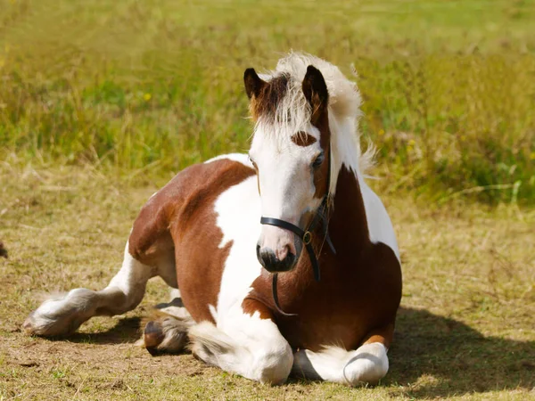 Potro Mazorca Gitana Bastante Tradicional Acuesta Paddock — Foto de Stock