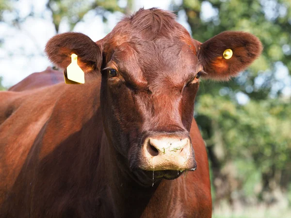 Head Shot Larege Red Poll Cow Paddock — Stock Photo, Image