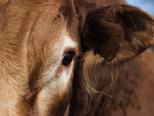 Primer Plano Del Lado Cara Toro Mostrando Ojo Oído Con —  Fotos de Stock