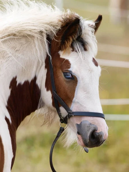 Potro Mazorca Gitana Bastante Tradicional Acuesta Paddock — Foto de Stock