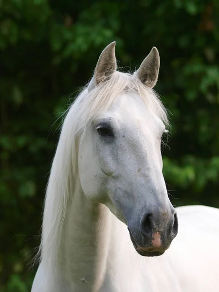 Headshot Grey Horse Paddock — Stock Photo, Image