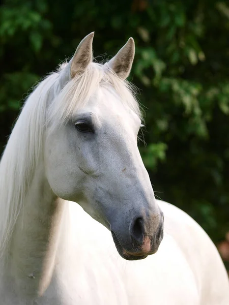 Tiro Cabeça Cavalo Cinzento Numa Doca — Fotografia de Stock