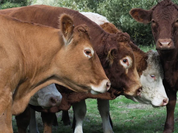 Una Manada Mixta Vacas Toros —  Fotos de Stock