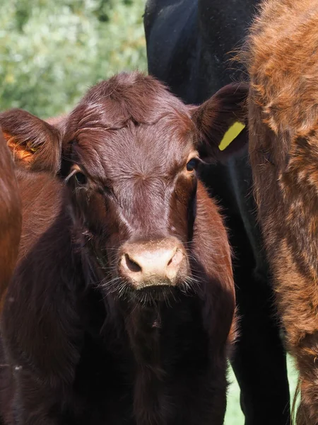 Headshot Rare Breed Red Poll Calf — Stock Photo, Image