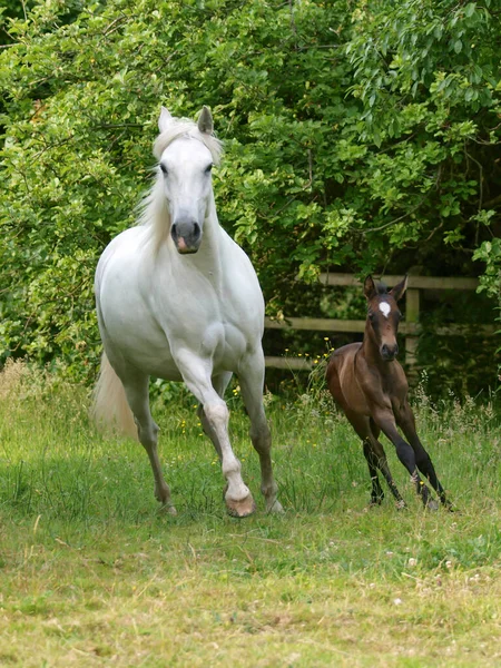 パドックで一緒に美しい雌馬と子馬 — ストック写真