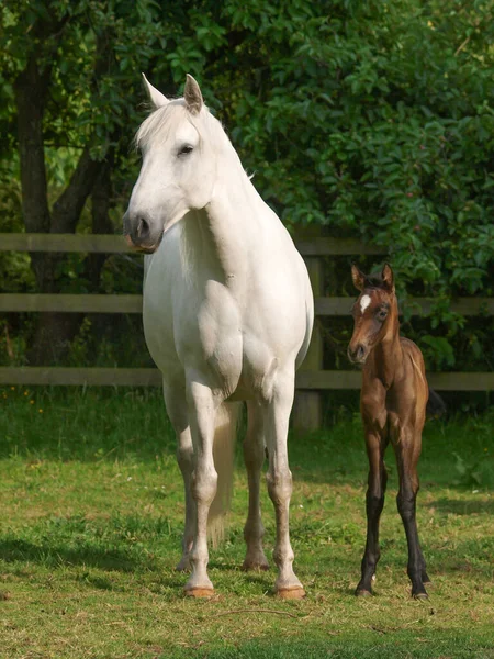 パドックで一緒に美しい雌馬と子馬 — ストック写真