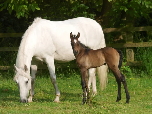 Una Bella Cavalla Puledro Insieme Paddock — Foto Stock