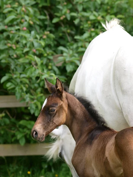 パドックで一緒に美しい雌馬と子馬 — ストック写真