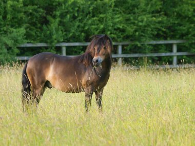 Nadir bir tür Exmoor midillisi uzun yaz otlarının arasında duruyor..