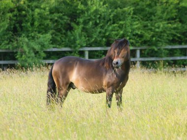 Nadir bir tür Exmoor midillisi uzun yaz otlarının arasında duruyor..