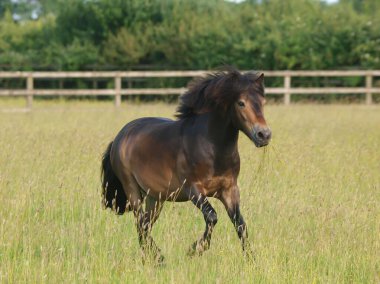 A rare breed Exmoor pony canters through  a paddock of long summer grass. clipart