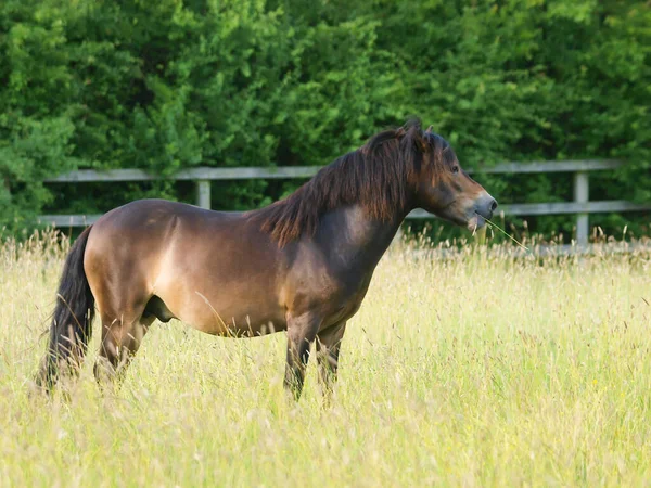 Una Rara Raza Exmoor Pony Encuentra Paddock Hierba Larga Verano —  Fotos de Stock