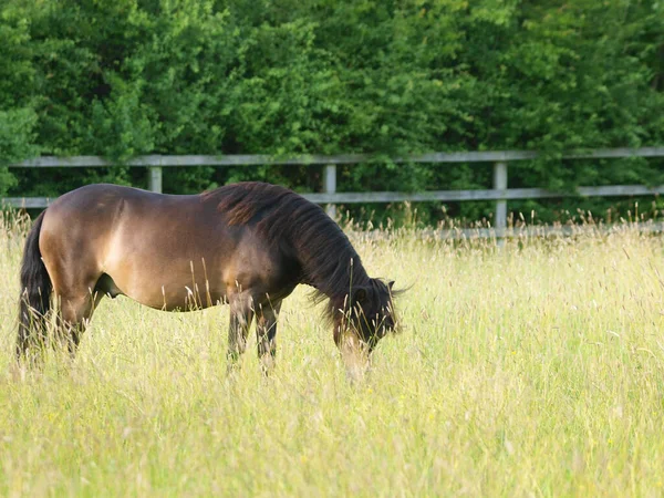 Una Rara Razza Exmoor Pony Sorge Recinto Lunga Erba Estiva — Foto Stock