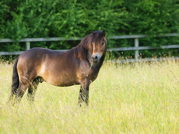 Una Rara Raza Exmoor Pony Encuentra Paddock Hierba Larga Verano — Foto de Stock